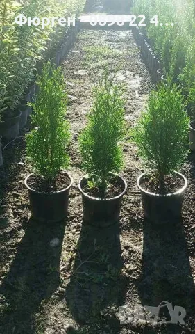 Западна туя Смарагд (Thuja occidentalis Smaragd), снимка 5 - Градински цветя и растения - 27492741
