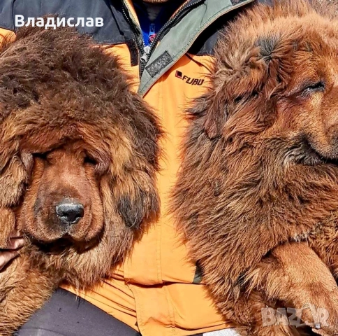Продавам Тибетски мастиф с родословие внесен от Румъния , снимка 2 - Мастиф - 54375038