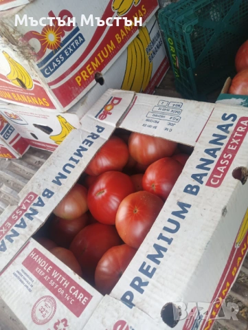 Разсад розов домат магия- макс, снимка 3 - Разсади - 54202106