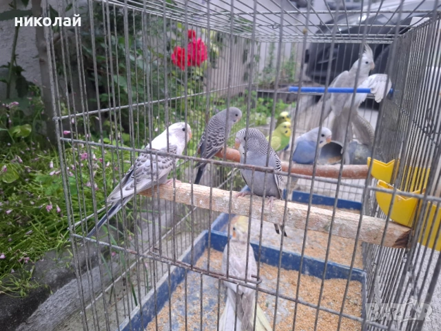 Продавам млади вълнисти папагали , снимка 5 - Папагали - 54910450