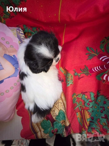 Японски хинчета, снимка 4 - Други - 54248906