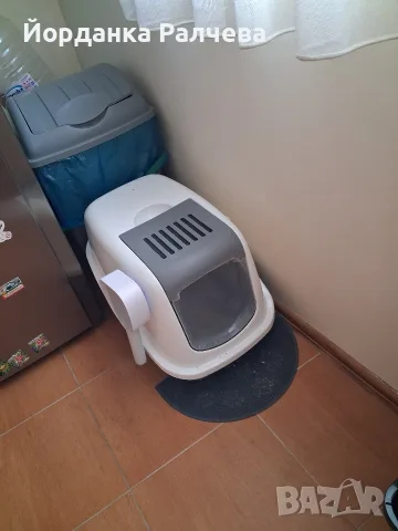 Британска женска котка, снимка 14 - Британска късокосместа - 55590061