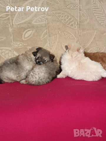 Шпиц мини , снимка 3 - Шпиц - 54923484