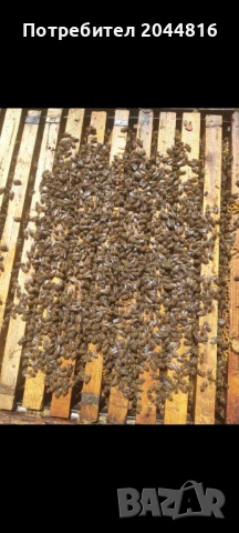 Презимували пчелни семейства, снимка 2 - Други животни - 54068253