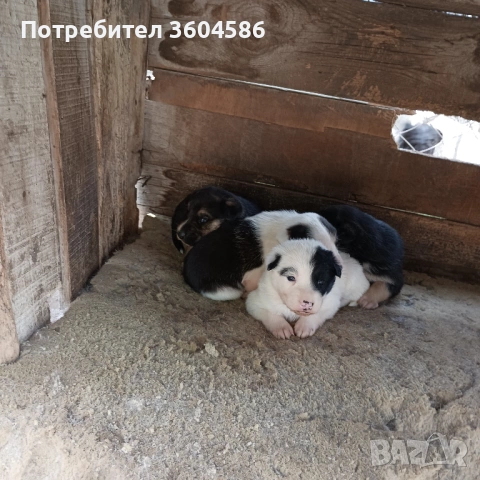 Куче хъски , снимка 3 - Хъски - 54401604