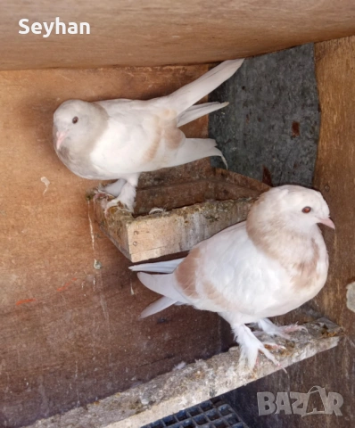 Мардини мардини , снимка 2 - Гълъби - 54082002