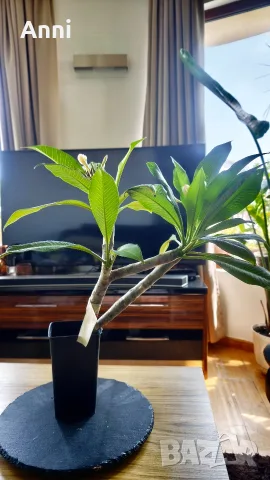 🌸 Плумерия (Frangipani) – Красиво цъфтящо растение с ароматни цветове, снимка 3 - Градински цветя и растения - 55324142
