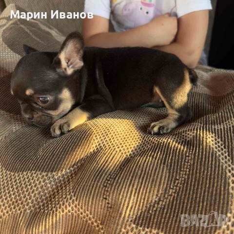 Френско булдоче момиче, снимка 8 - Френски булдог - 55244101