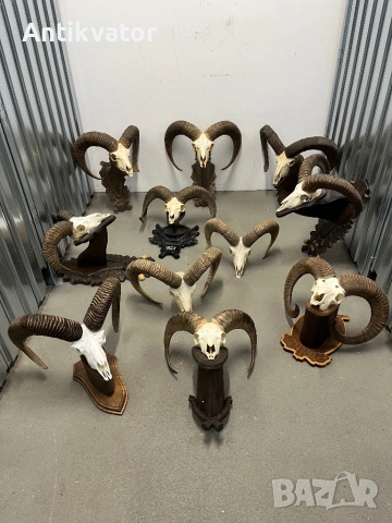 Трофеи от муфлони