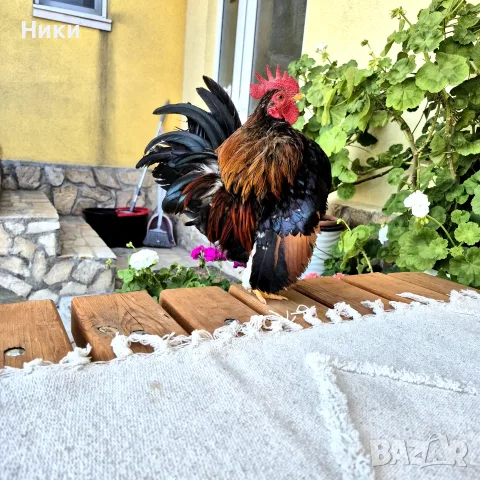 Продавам  петленце серама, снимка 2 - Кокошки и пуйки - 55526149