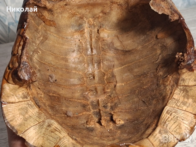 Стара Коруба от Костенурка , снимка 8 - Антикварни и старинни предмети - 54752857