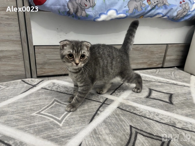 Мъжко британче 