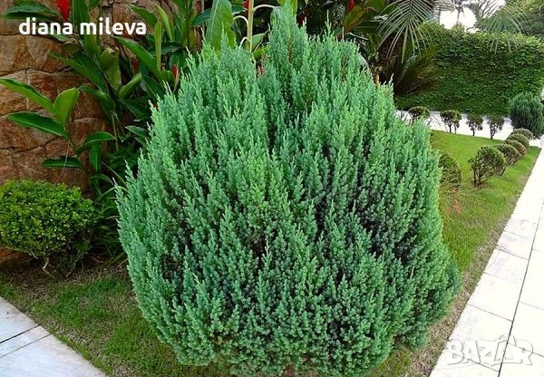 Хвойна Стрикта, Juniperus Stricta!!!