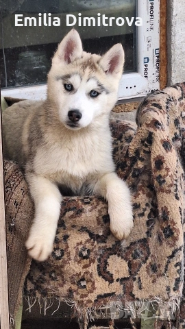 продавам Сибирски Хъскита и Аляски маламут на 3 месеца , снимка 2 - Хъски - 54155141