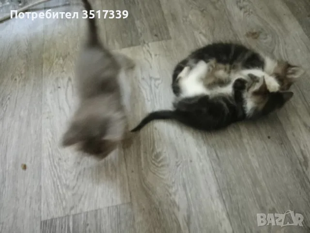 подарявам малки котенца, снимка 6 - Други - 55280636