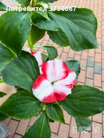 🩷🌿💜 Impatiens walleriana 'Raffael Star Mix' (Циганче / Импатиенс), снимка 9 - Градински цветя и растения - 54733445
