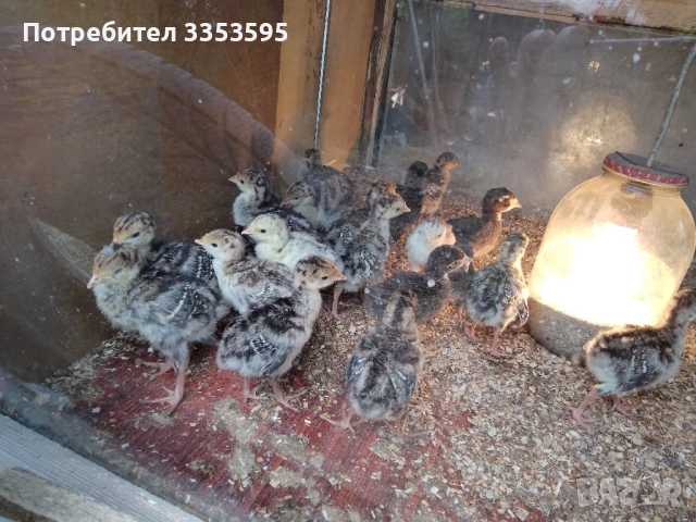 пуйчета и зайци, снимка 4 - Други - 54219142