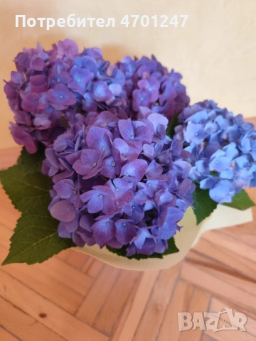 Декоративно цвете Хортензия, снимка 5 - Стайни растения - 53981670