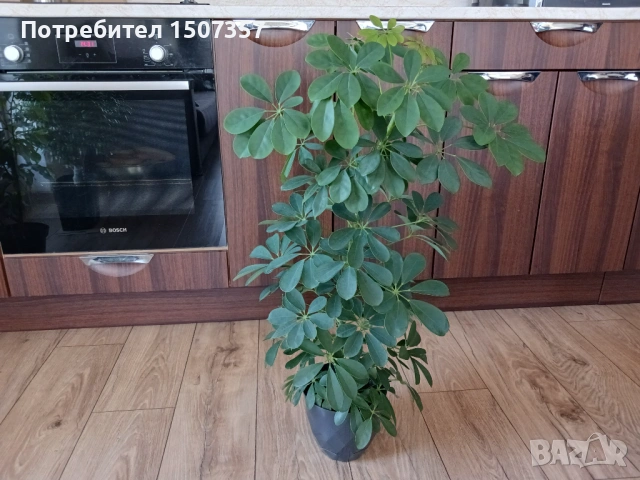 Шефлера - стайно растение / цвете, снимка 3 - Стайни растения - 54178537