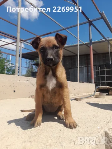 Белгийска овчарка Малинуа 