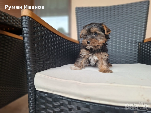​"Малко бижу! Женско Йорки с две ваксини търси своя нов дом 🐾", снимка 2 - Йоркширски териер - 54130876