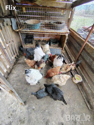 разплодни яйца , снимка 3 - Кокошки и пуйки - 54055847