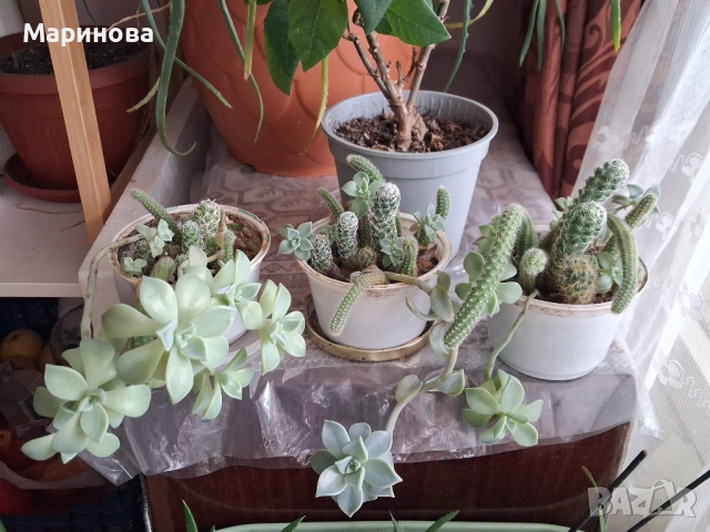 3 композиции с кактуси и сукуленти