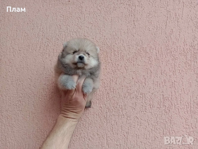 Померани.Реални снимки от 29.03.26 г, снимка 6 - Померан - 54021456