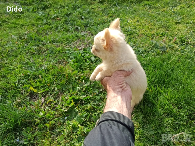 Продавам мъжки  чихуахуа , снимка 5 - Чихуахуа - 53564809