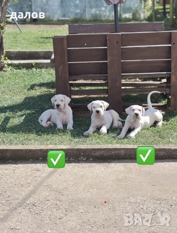 Дого Аржентино / Dogo argentino , снимка 3 - Дого аржентино - 55180416