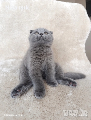 не е красив той е уникален хайде побързайте за ви спинка до главичката ви