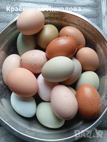 Домашни яйца