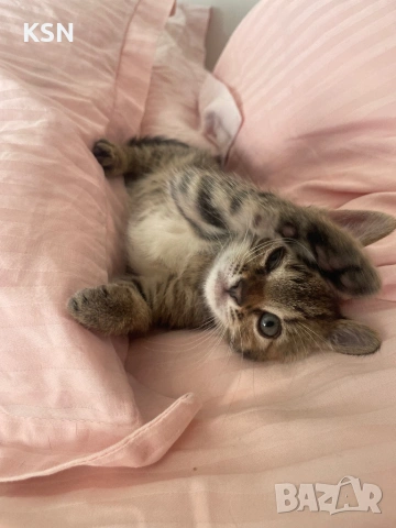 Котенце , снимка 3 - Други - 54705843