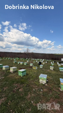Пчелни семейсва и записване за отводки даданблат, снимка 6 - За пчели - 54102290