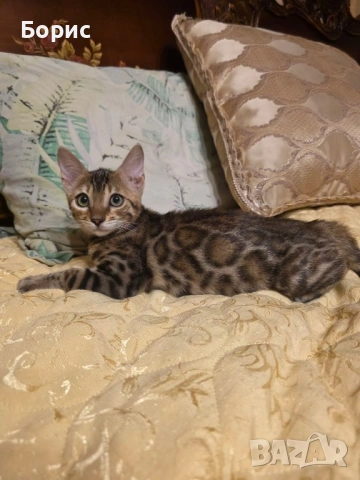 Бенгалска котка