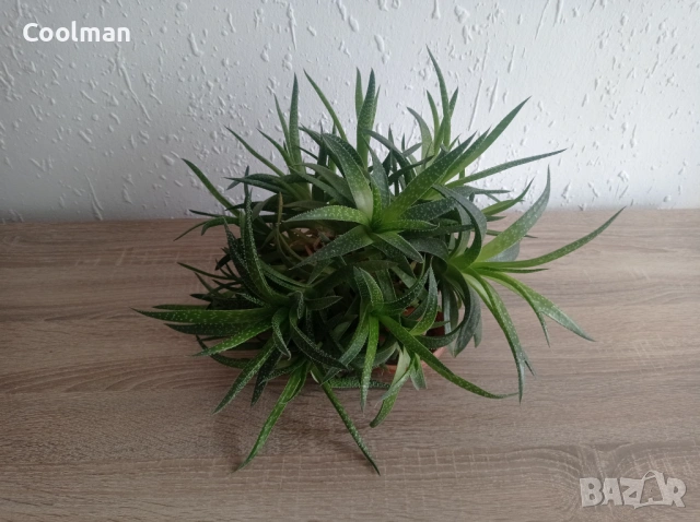 Сукуленти Алое Аристата, снимка 2 - Стайни растения - 54077156