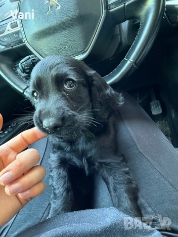 Мъжки черен кокер шпаньол