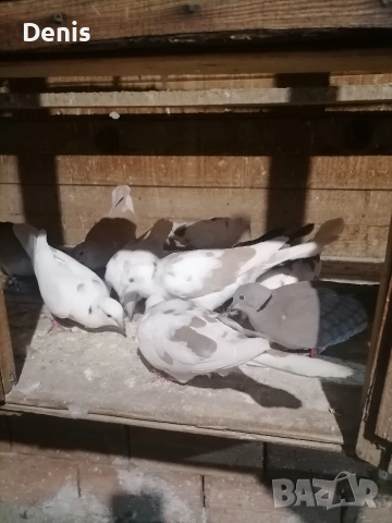 Гугутки смеещисе , снимка 4 - други­ - 54304990