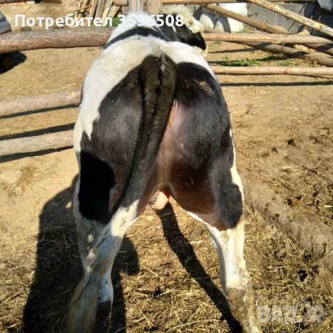 Телета Копривщица , снимка 5 - Крави - 54306693