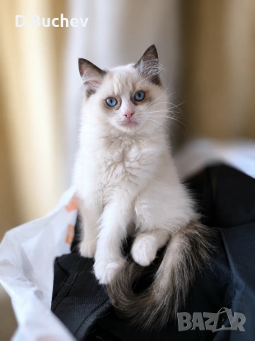 Ragdoll Paradise / Регдол котенца , снимка 7 - Други - 54972344