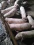 Малки прасета…., снимка 1
