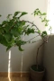 Бугенвилея, Bougainvillea spectabilis, 4-год. фиданка, снимка 4