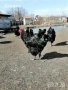 Разплодни яйца от кокошки Джърси Гигант, снимка 1