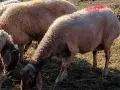 овце, кочове, агента , снимка 8