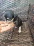 Малки сладки пинчери, снимка 1