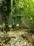 Декоративни рибки, анциструс, снимка 2