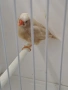 Амадинки джъмбо , снимка 2