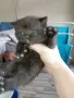 Британско късокосместо коте , снимка 9