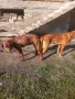 Жълтоалесто гонче , снимка 5