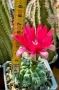 Кактус Gymnocalycium Baldianum цикламен цъфтеж уникално красив и голям цъфток , снимка 1